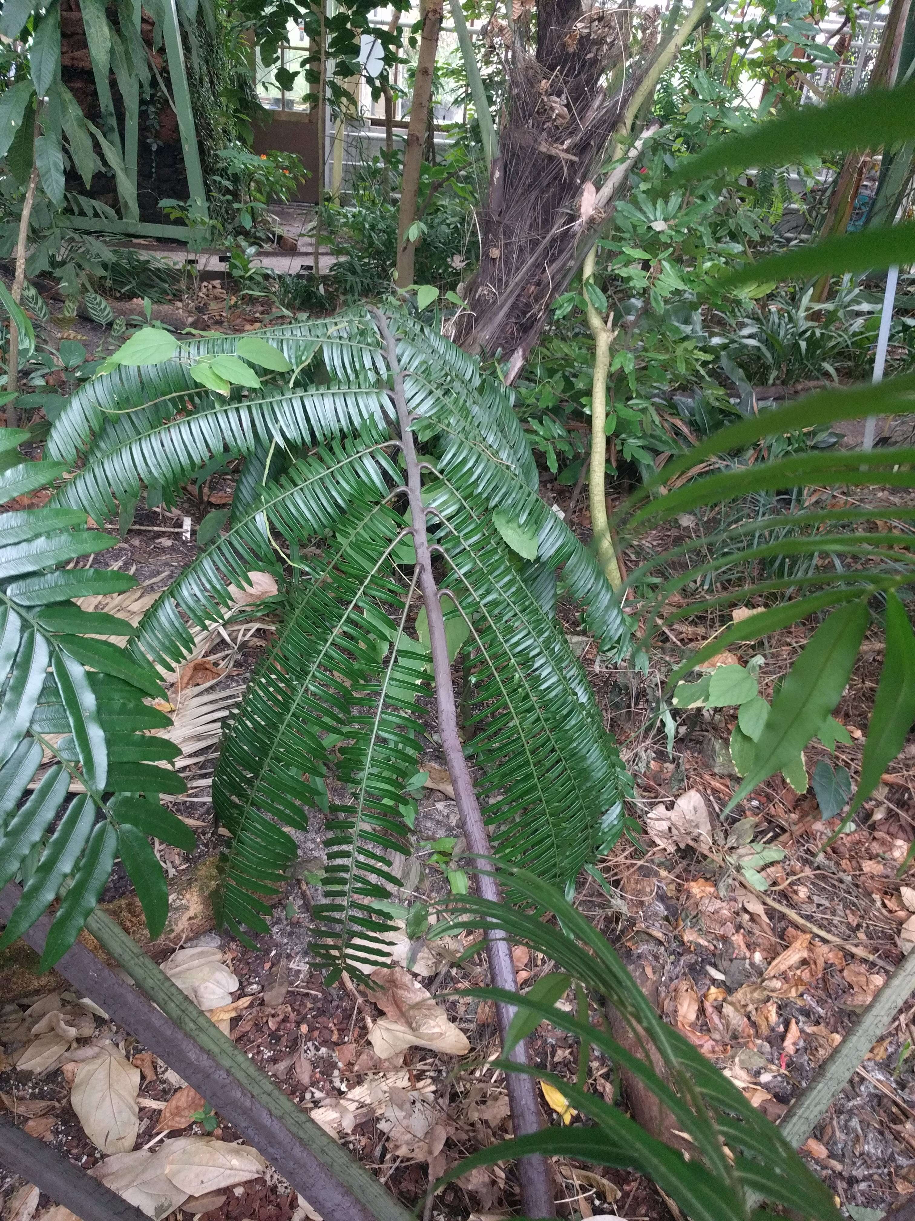 Image of angiopteris fern