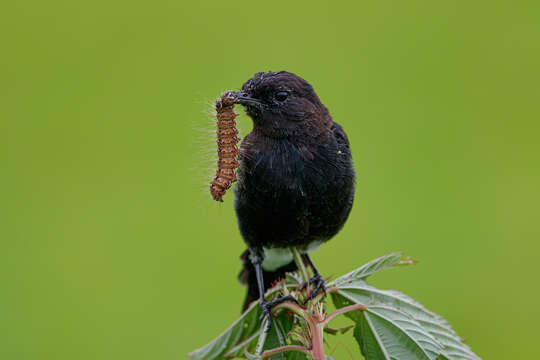 Image of Pied Bush Chat