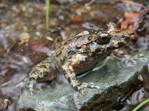 Image of Corsican Painted Frog