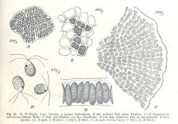 Image of Ulvella P. L. Crouan & H. M. Crouan 1859
