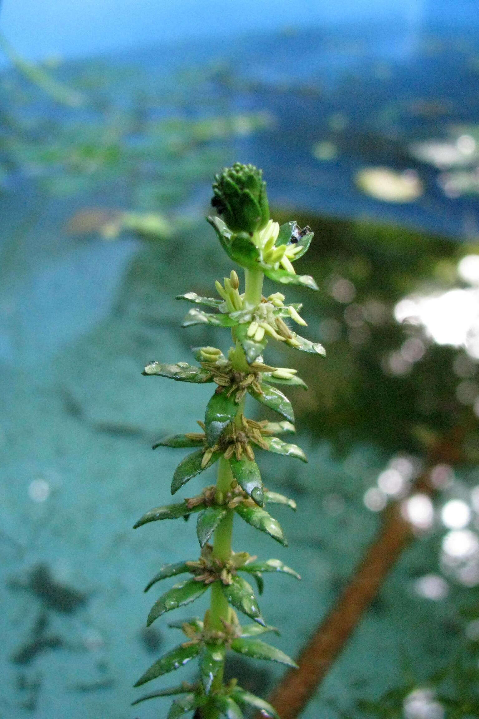 Image of twoleaf watermilfoil