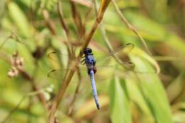 Image of blue marsh hawk