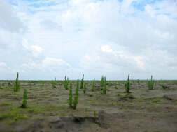 Image of glasswort