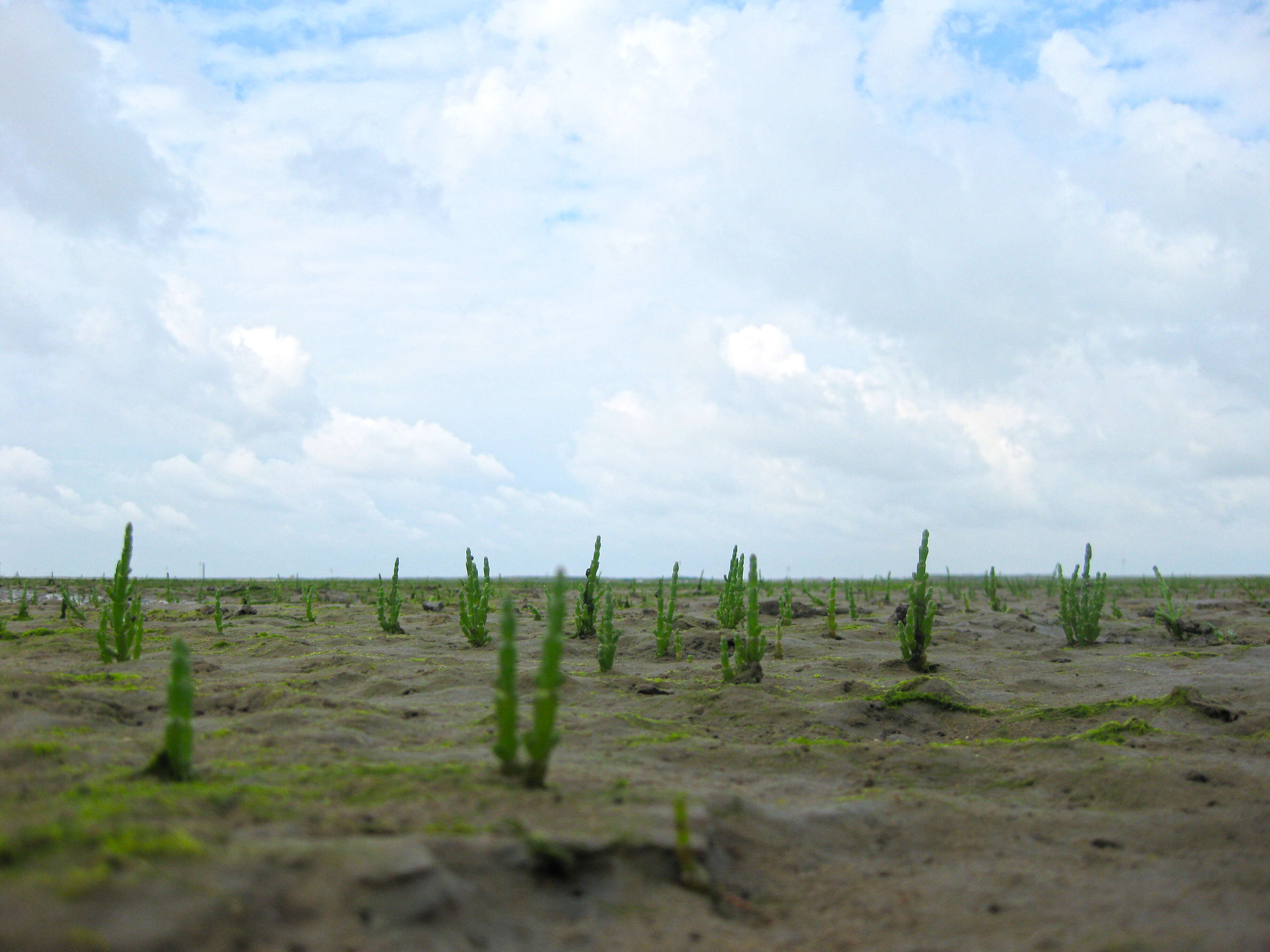 Image of glasswort