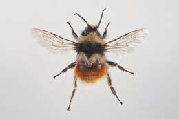 Слика од Bombus lapponicus (Fabricius 1793)