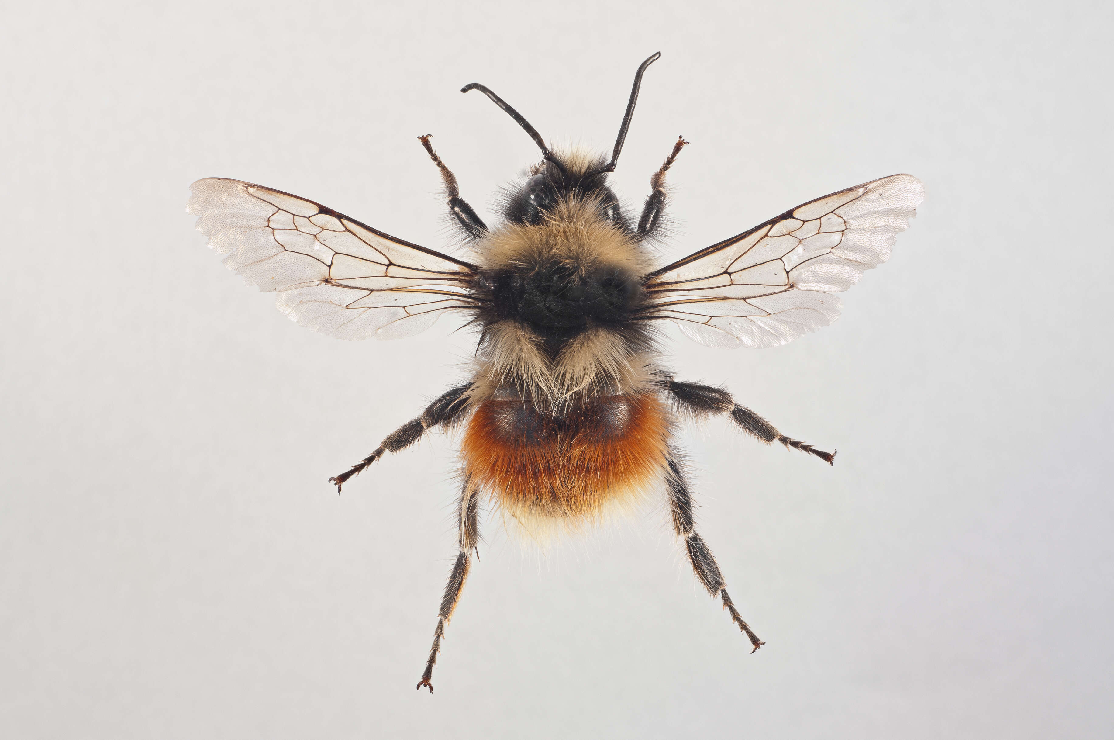 Слика од Bombus lapponicus (Fabricius 1793)