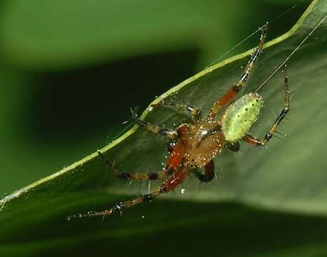 Image of Araniella opisthographa (Kulczyński 1905)