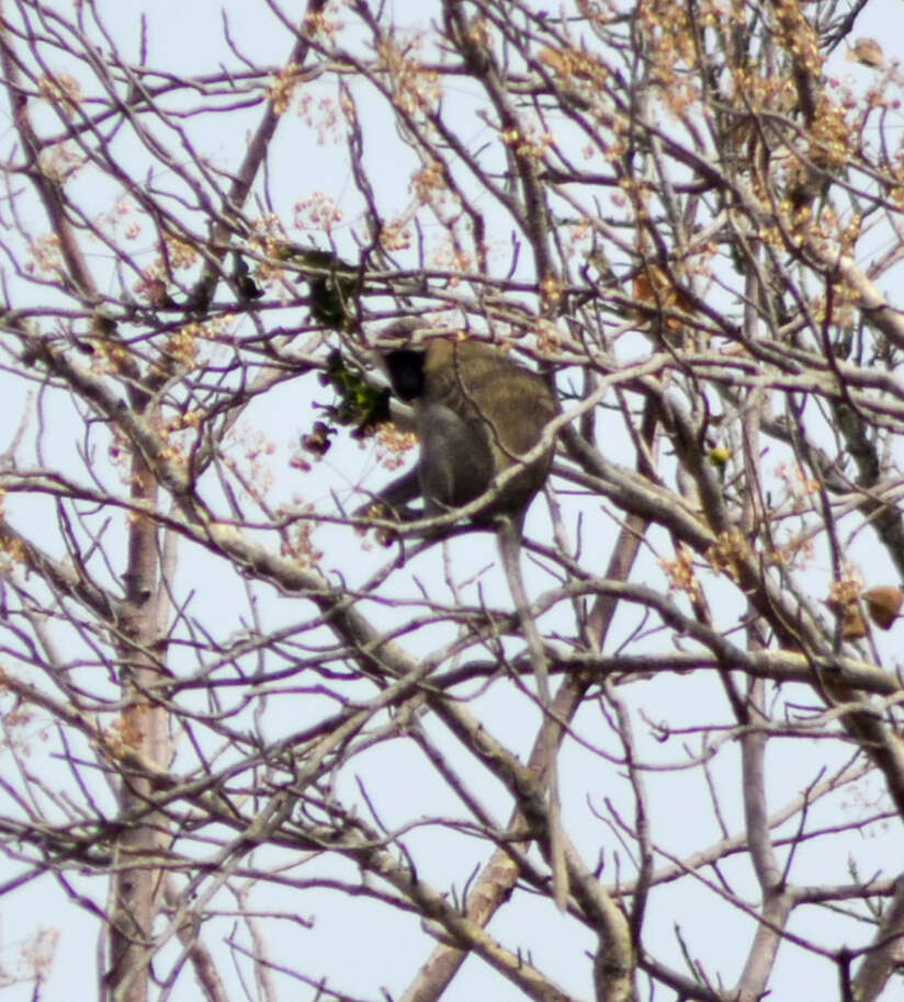 Image of Tantalus Monkey