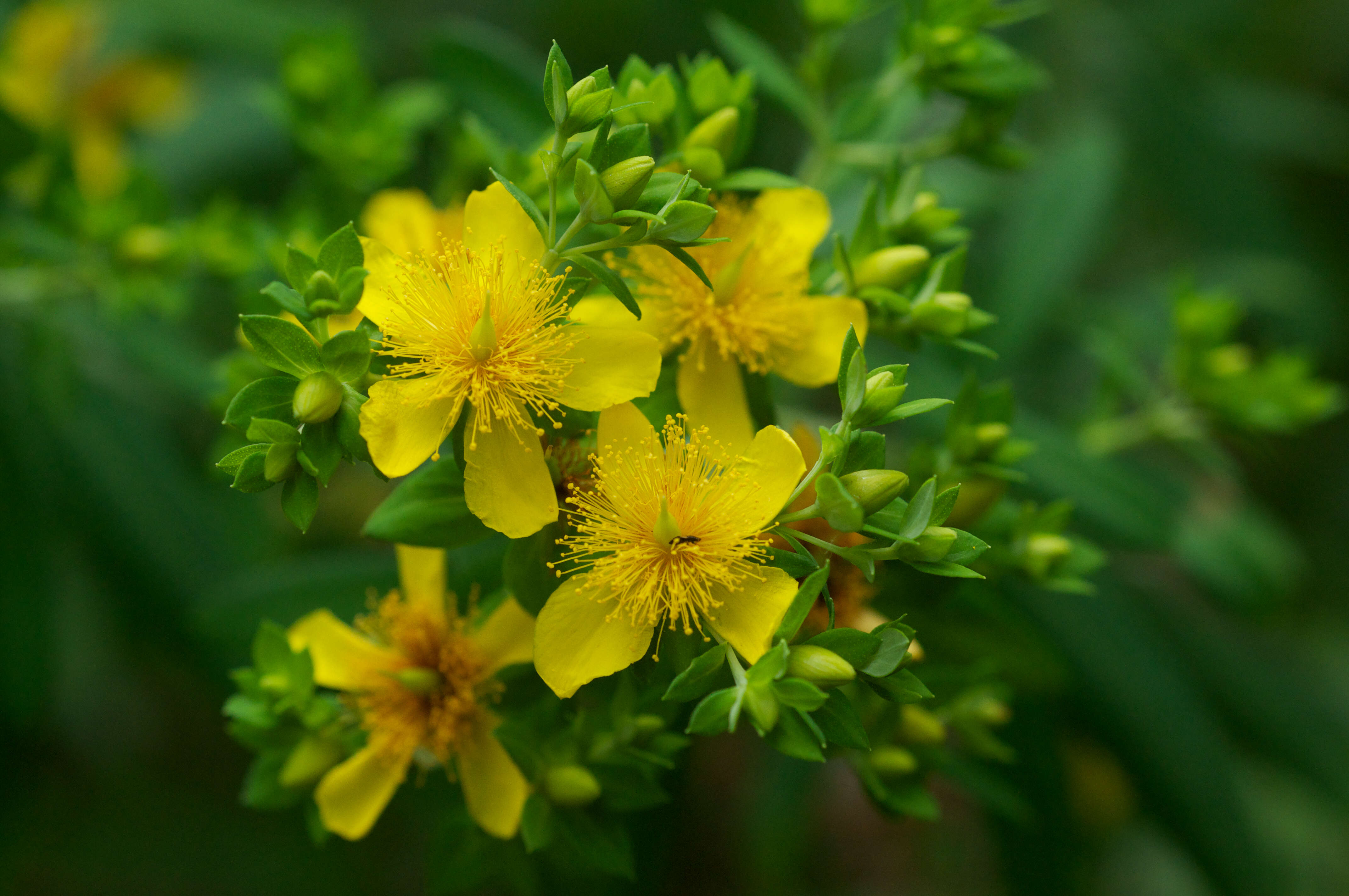 صورة Hypericum lobocarpum Gattinger