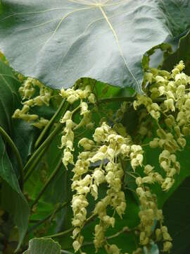 Image of parasol leaf tree