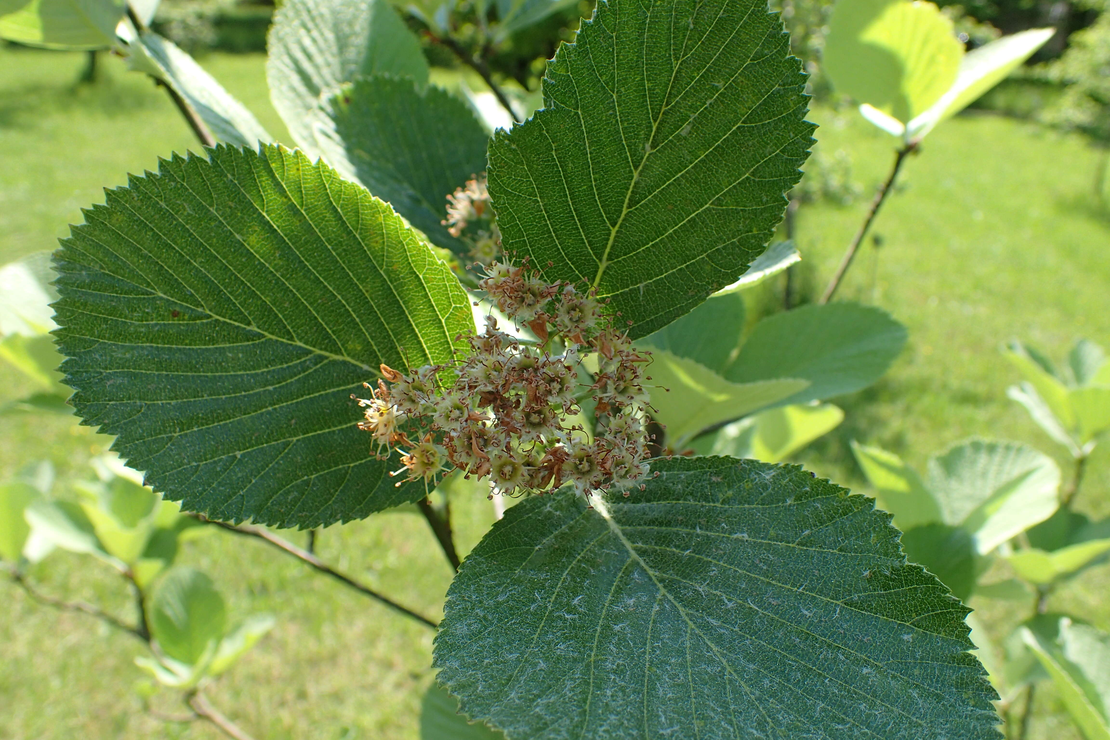 Image of Aria porrigentiformis (E. F. Warb.) Sennikov & Kurtto