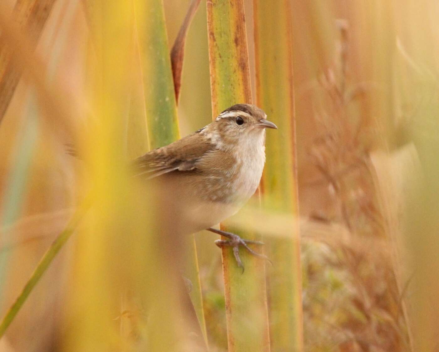 Image of Marsh Wren