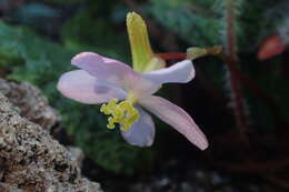 Image of Begonia sizemoreae Kiew