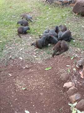 Image of Banded mongooses