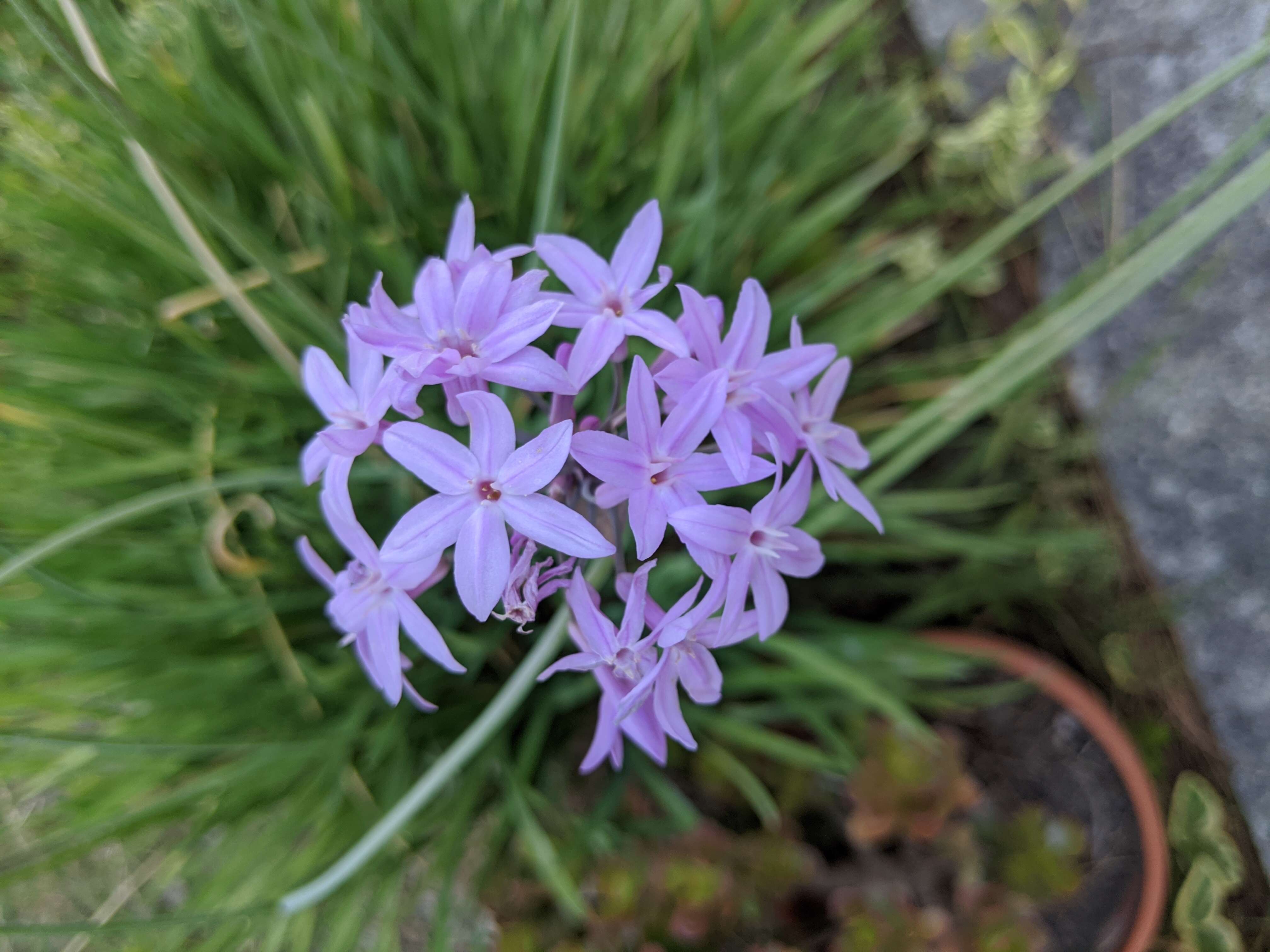 Tulbaghia violacea Harv. resmi