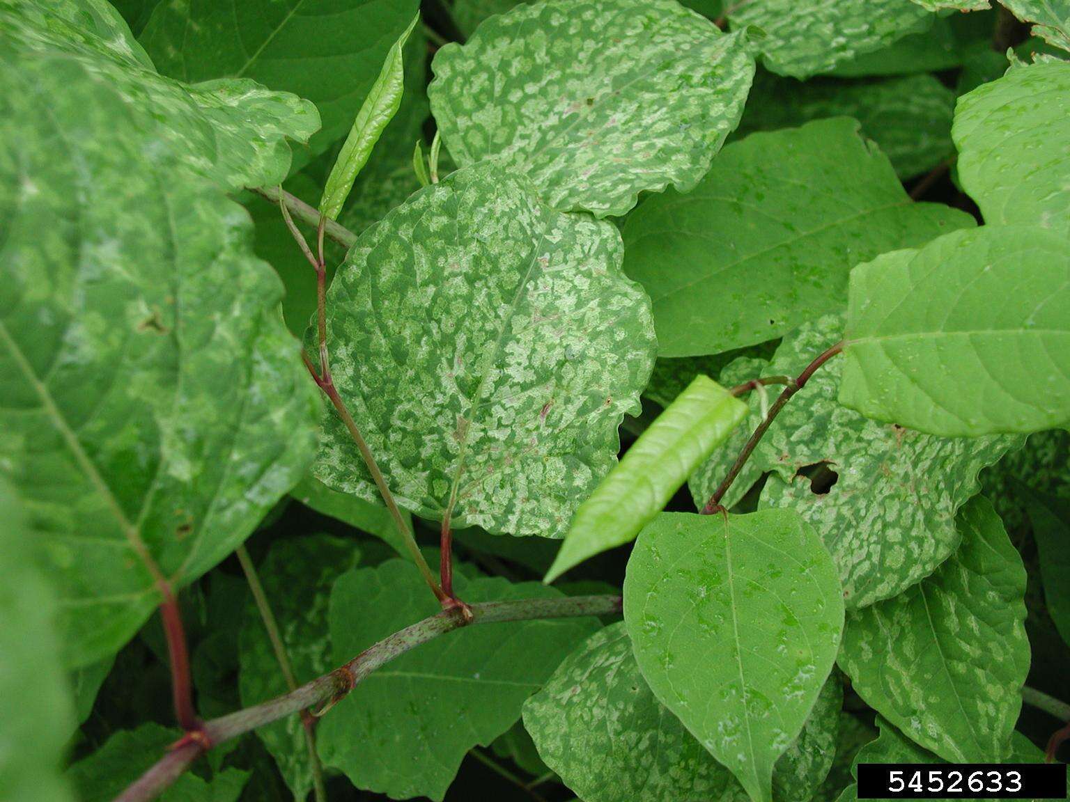 Image of Japanese Knotweed