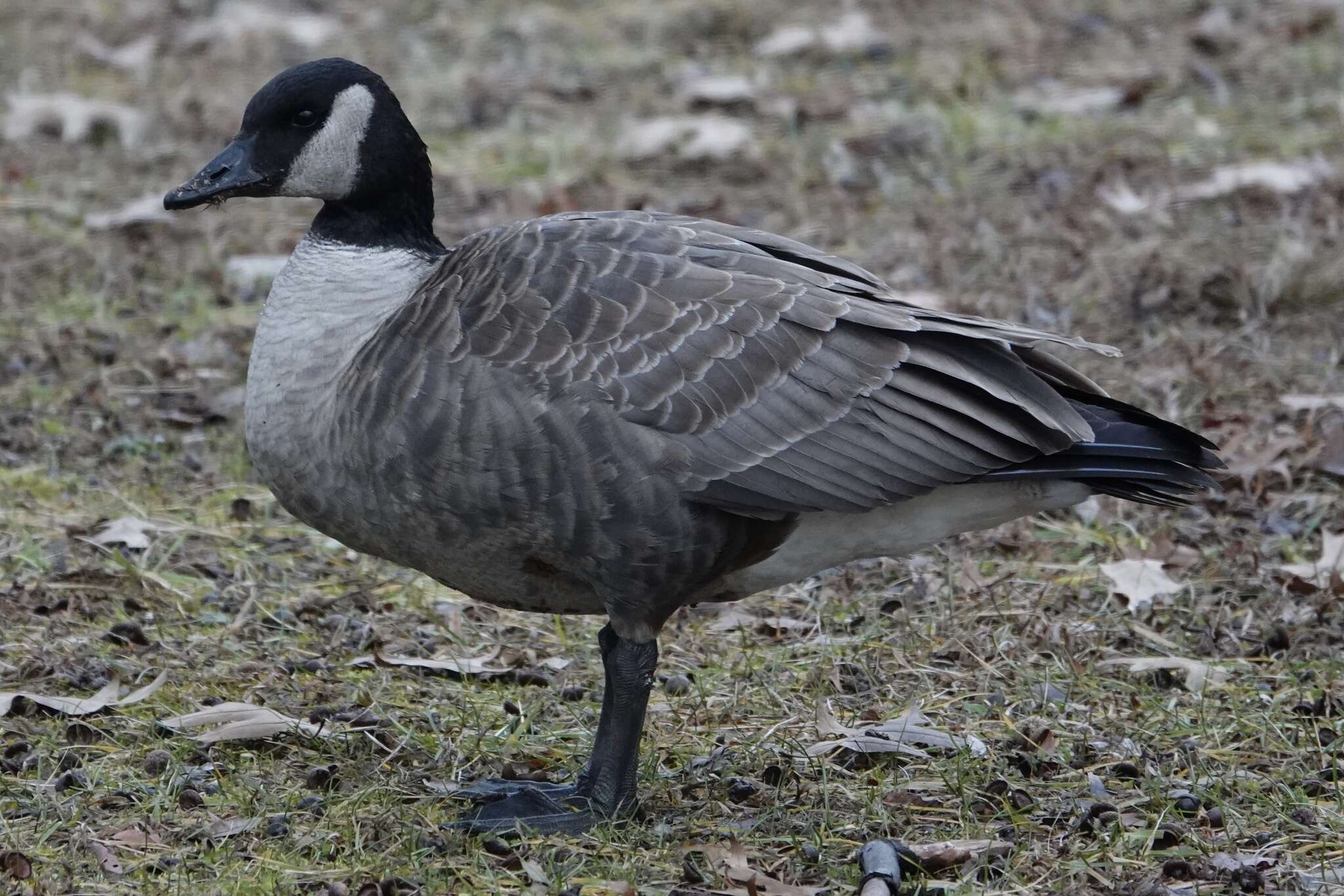 Image of Hawaiian goose