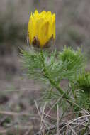 Image of false hellebore