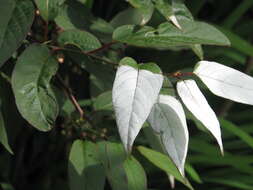 Image of Actinidia tetramera Maxim.