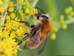 Image of Bombus mesomelas Gerstäcker 1869