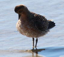 Image of Short-billed Dowitcher