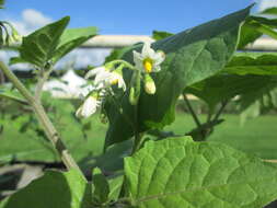 Image of European Black Nightshade