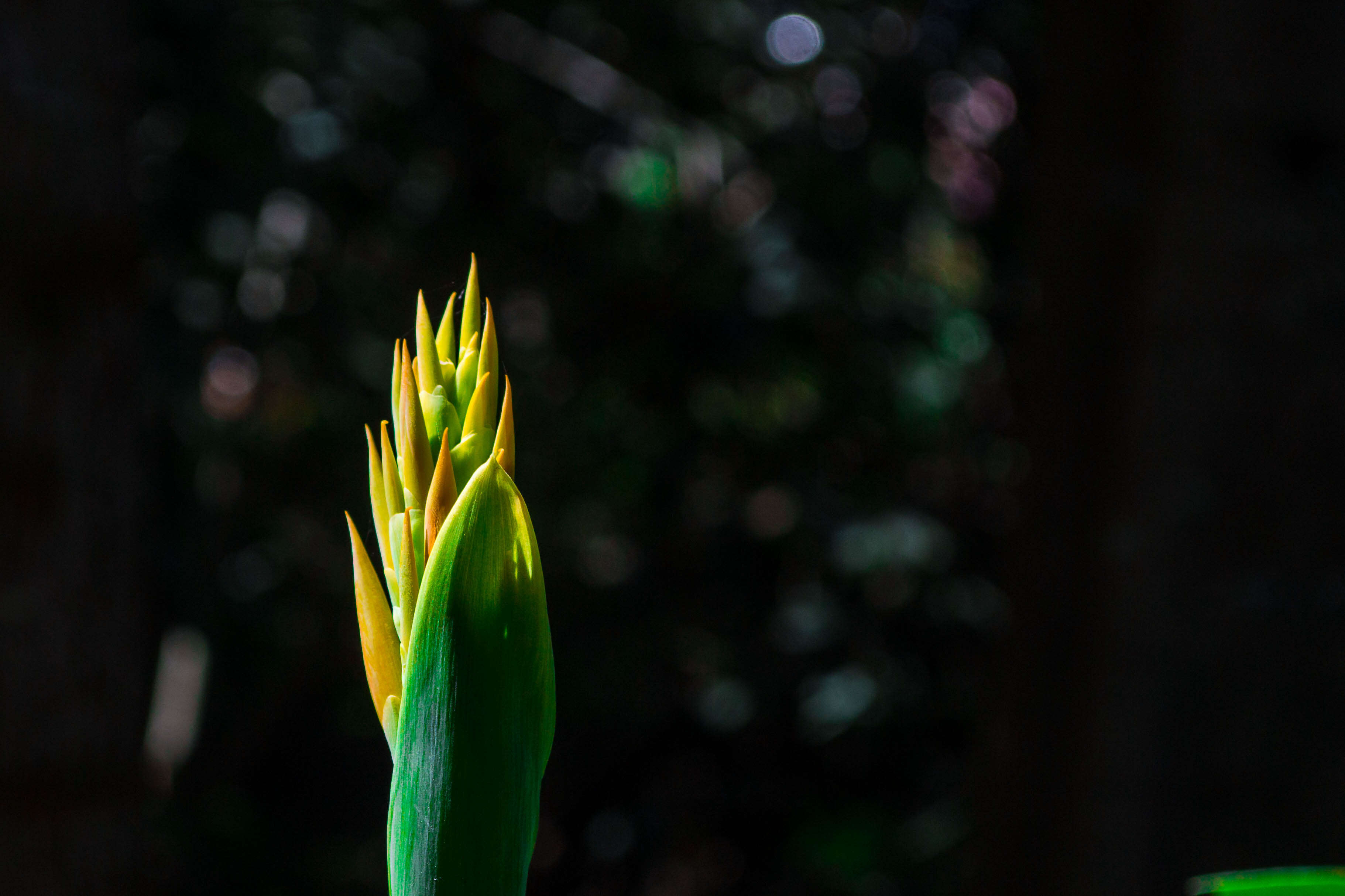 Image of canna lilies