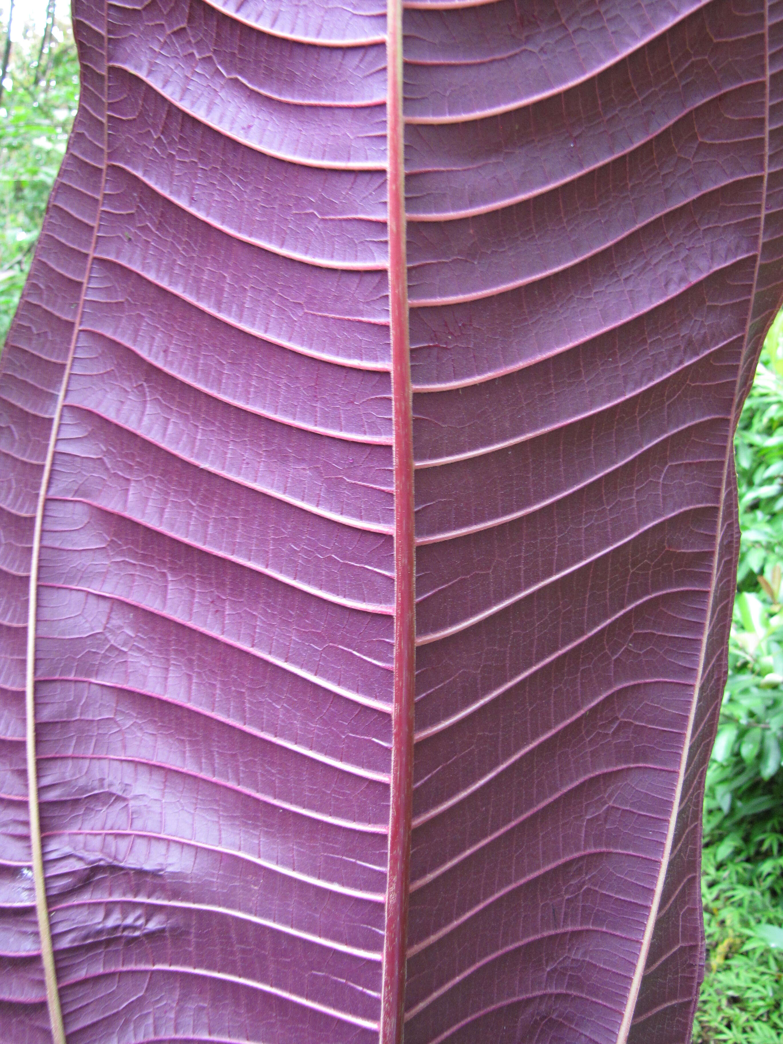 Image of velvet tree
