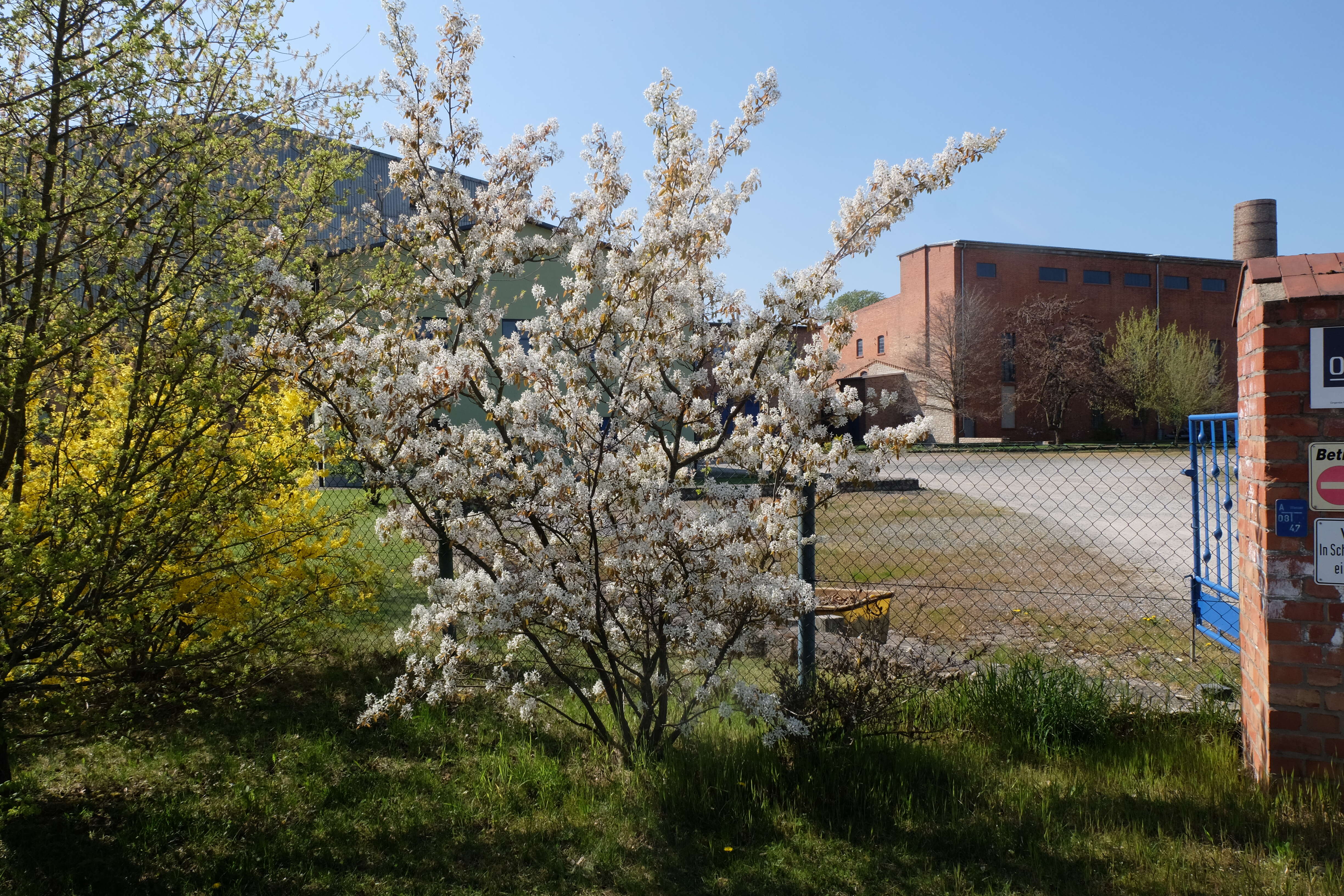 Image of Amelanchier lamarckii