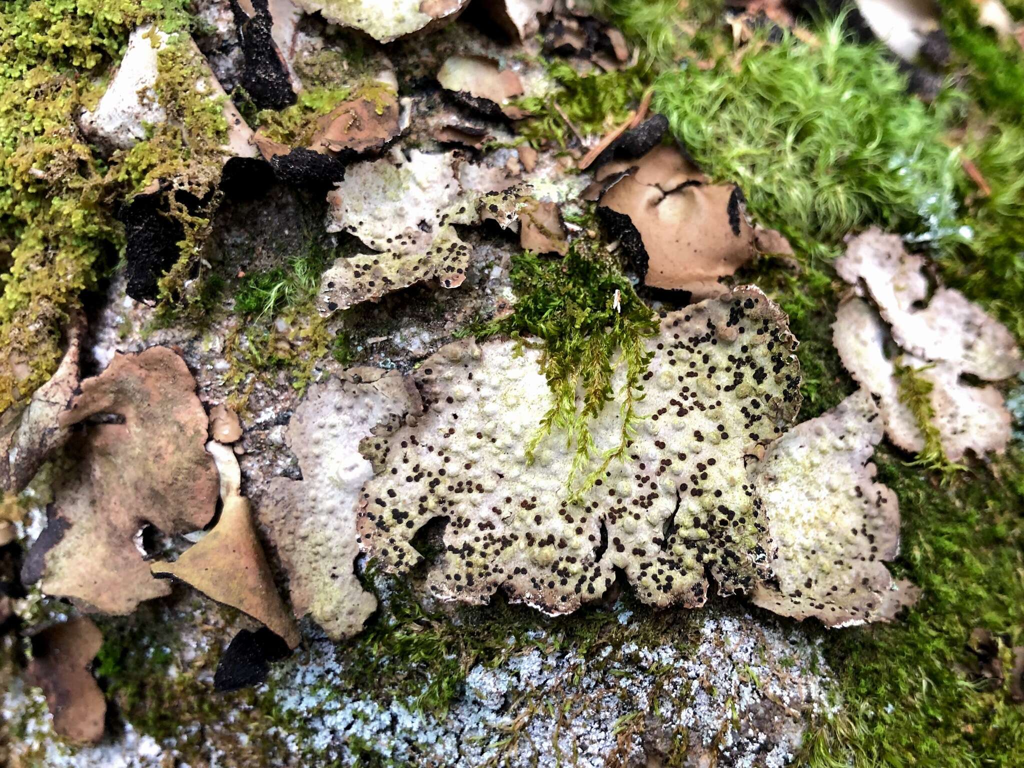 Image of blistered navel lichen