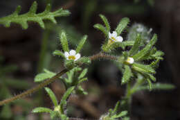 Image de Phacelia ivesiana Torr.