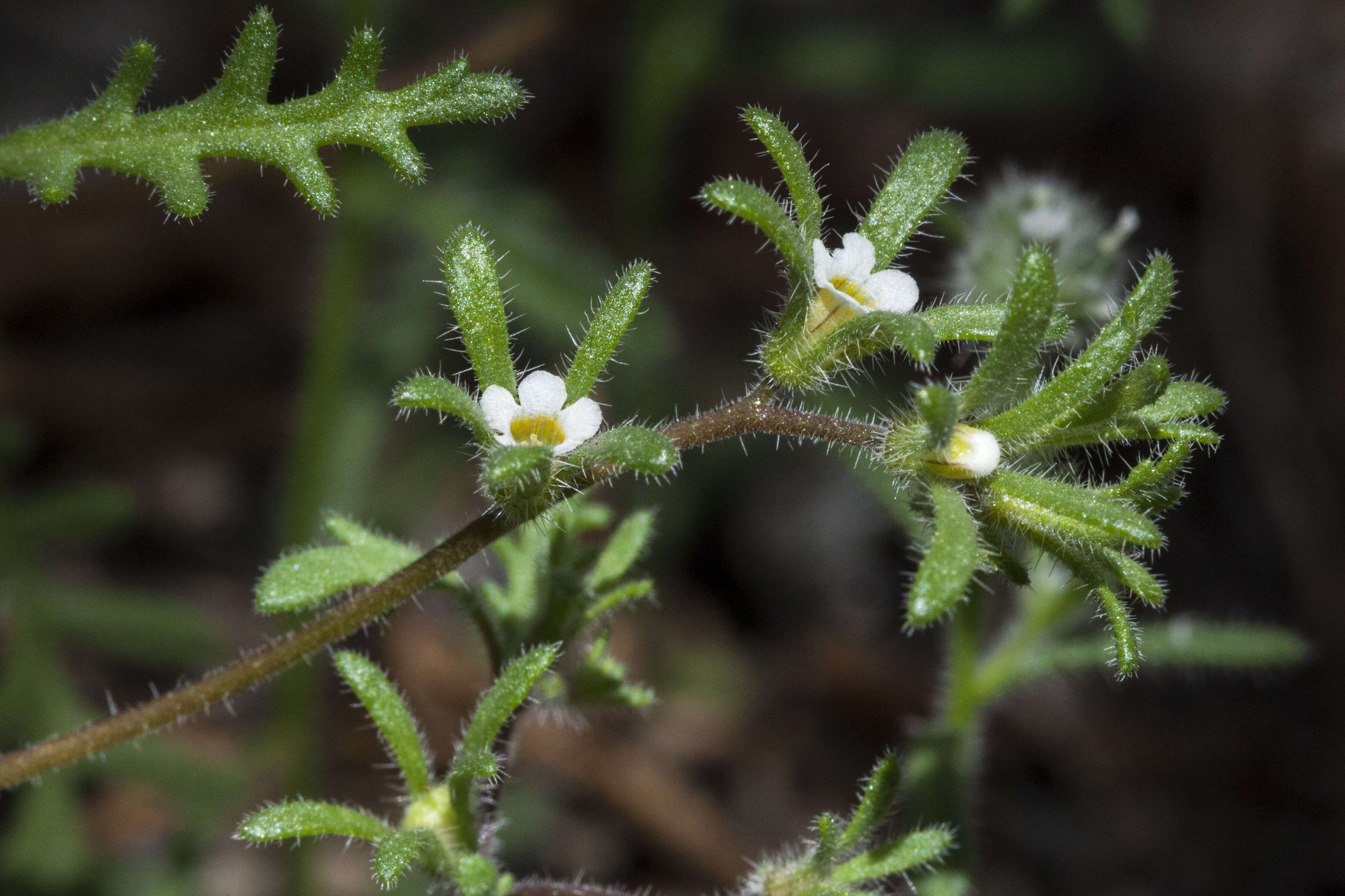 Image de Phacelia ivesiana Torr.