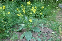 Image of black mustard