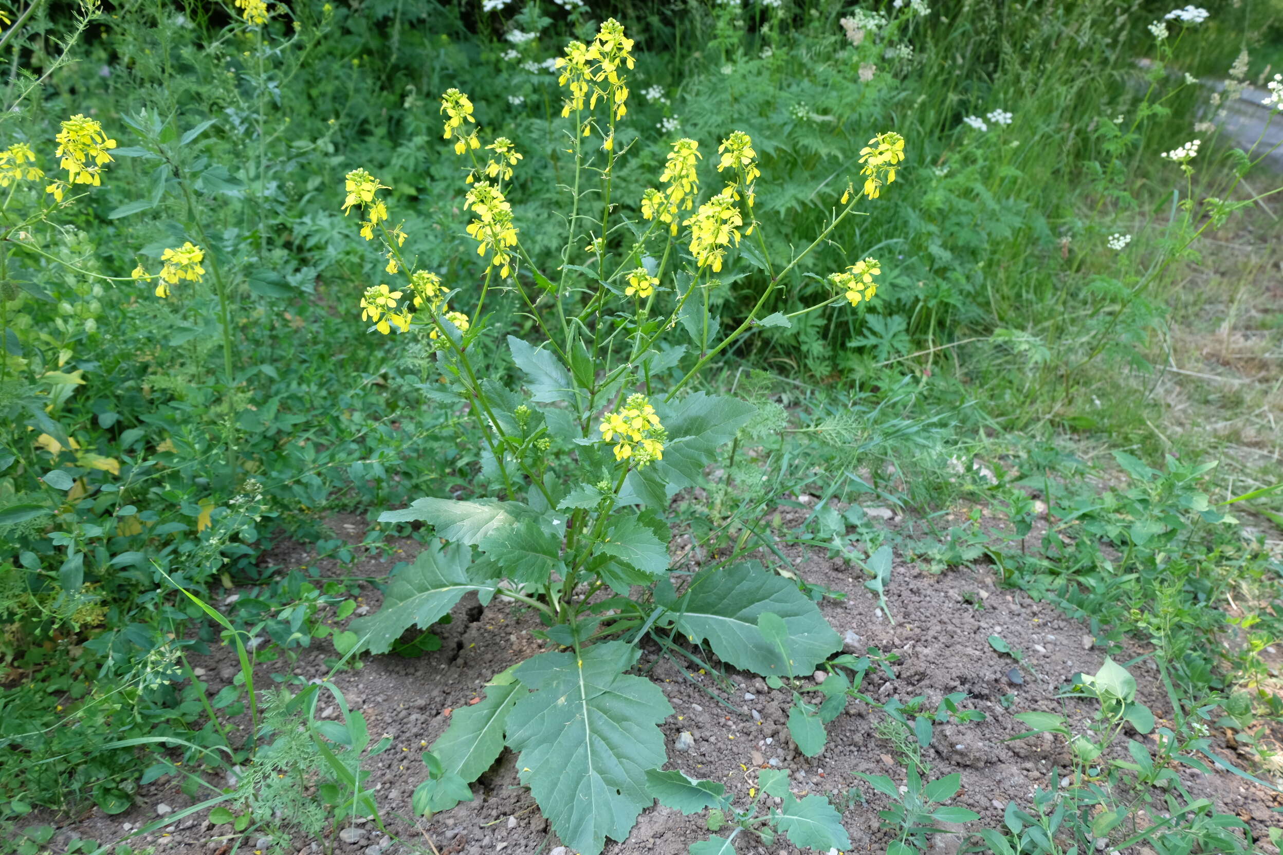 Image of black mustard