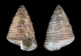 Image of Thysanodontinae B. A. Marshall 1988