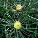 Image of Banksia mucronulata (R. Br.) A. R. Mast & K. R. Thiele