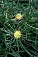 Image of Banksia mucronulata (R. Br.) A. R. Mast & K. R. Thiele
