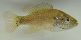 Image of Green Sunfish