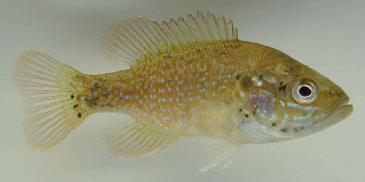 Image of Green Sunfish