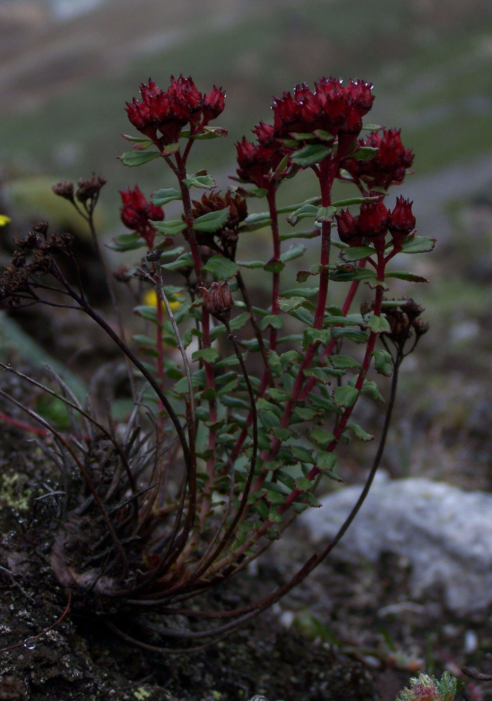 Image of stonecrop