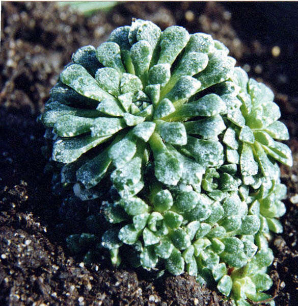 Image of Saxifraga cochlearis Rchb.