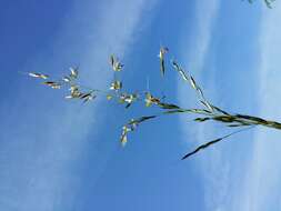 Image of Button Grass