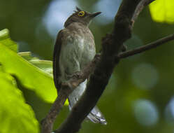 Image of Yellow-wattled Bulbul