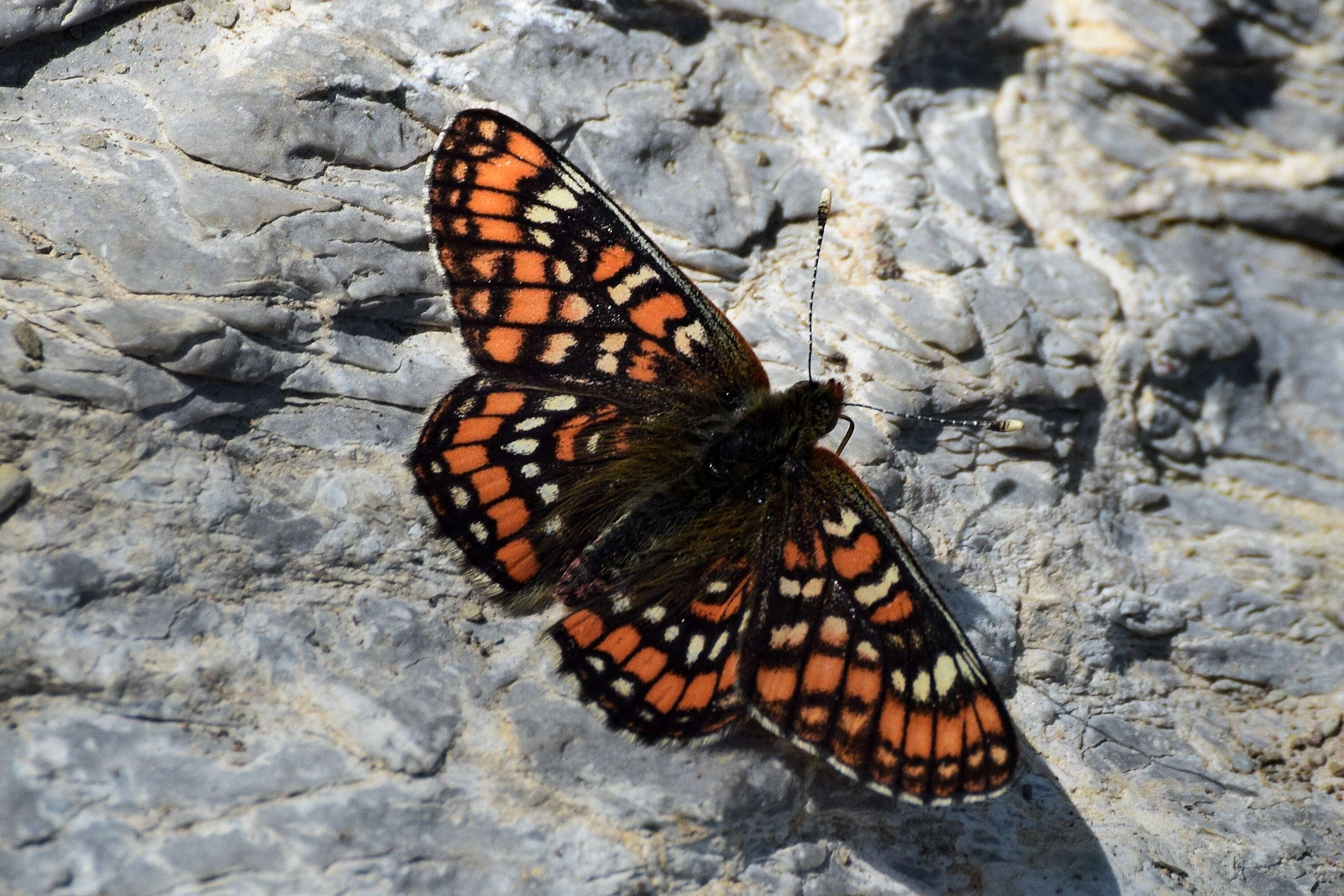 Plancia ëd Euphydryas maturna