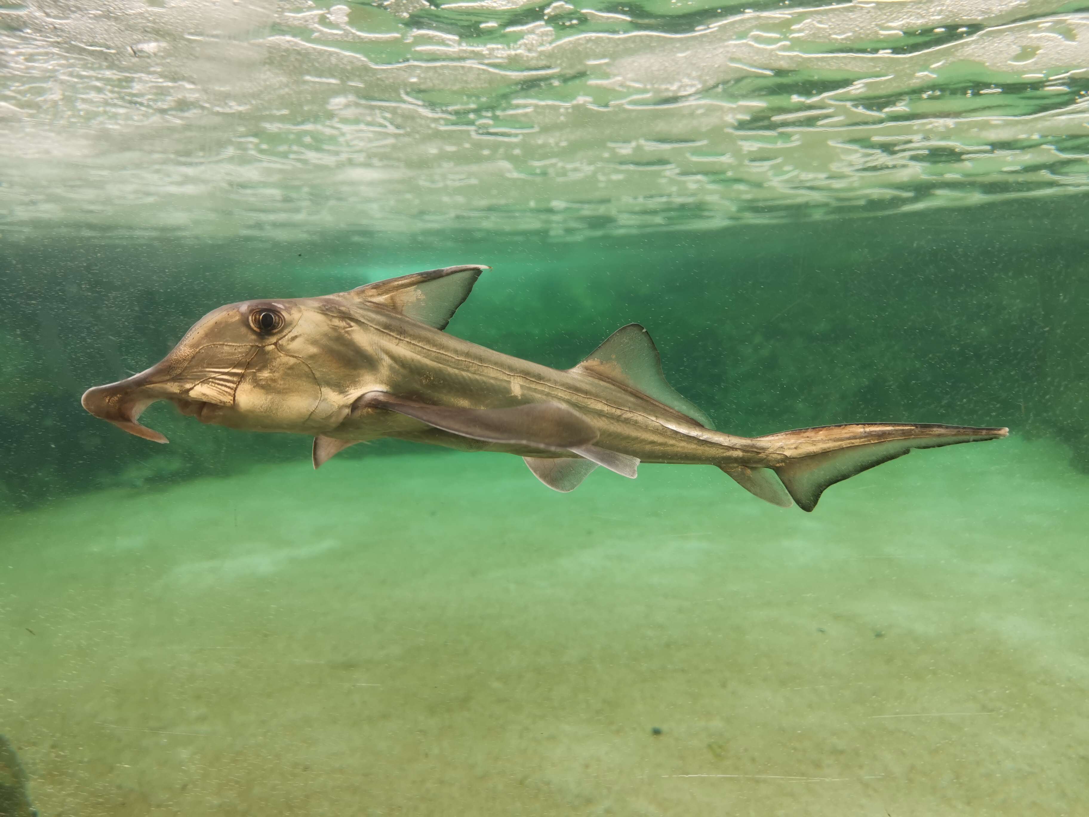 Imagem de Callorhinchus capensis Duméril 1865