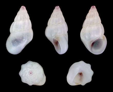 Image of Rissoa ventricosa Desmarest 1814
