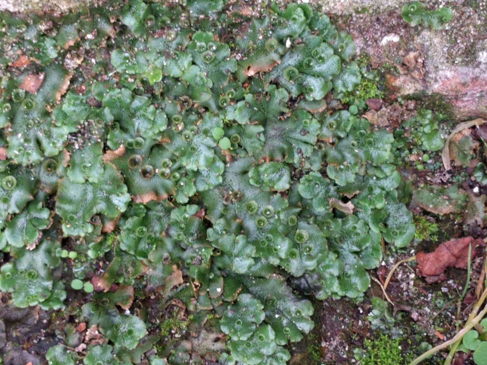 Image of common liverwort