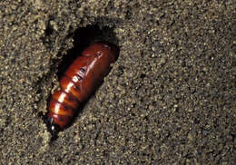 Image of Fall Armyworm Moth