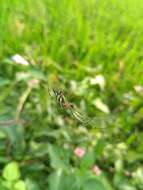 Image of Leucauge decorata (Blackwall 1864)