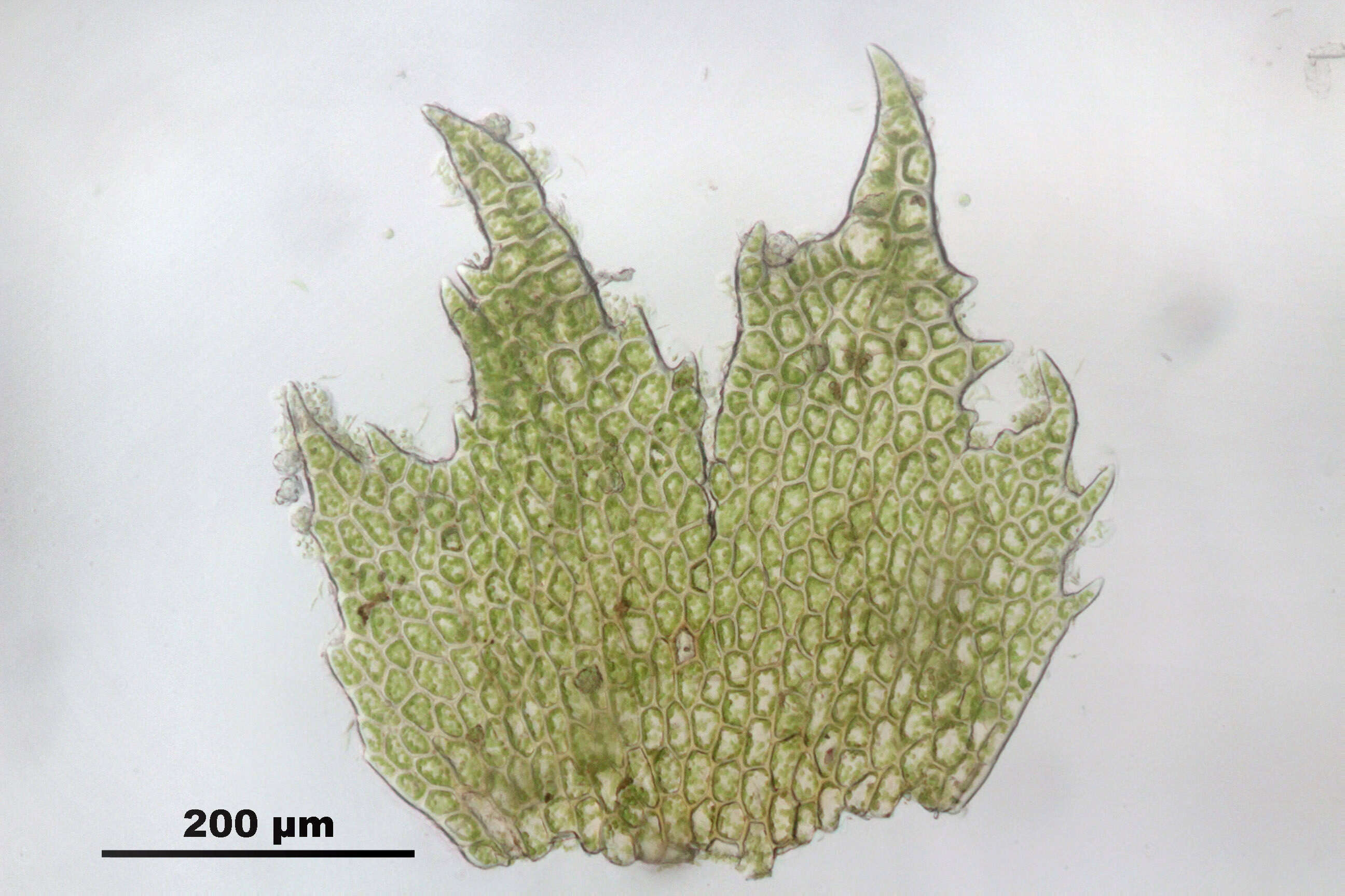 Image of Fuscocephaloziopsis catenulata (Huebener) Vána & L. Söderstr.